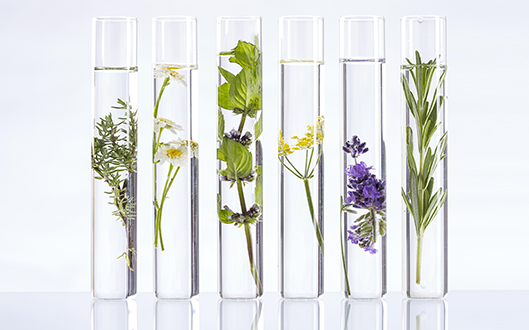 pharmacopée chinoise